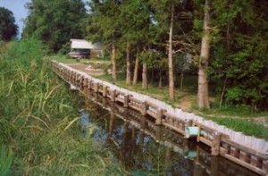 Woodland canal bank St. John